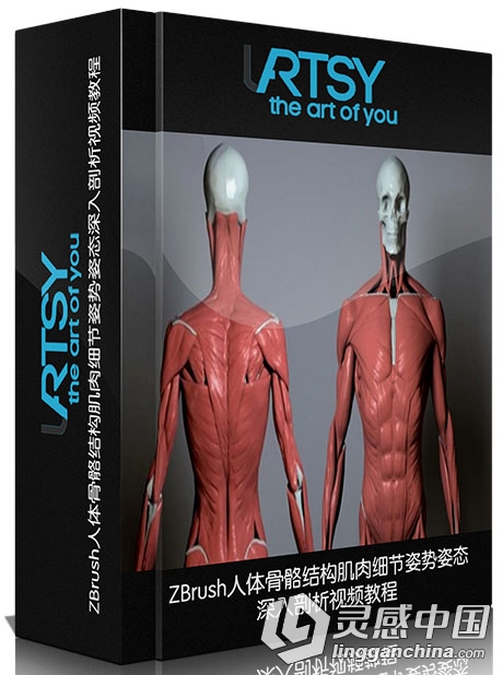 ZBrush人体骨骼结构肌肉细节姿势姿态深入剖析视频教程 Artistic Anatomy in ZBrush  灵感中国网 www.lingganchina.com