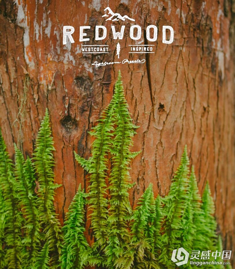 Red Leaf 工作室出品 Film Redwood Lightroom Presets 电影感胶片色调调色Lr预设  灵感中国网 www.lingganchina.com