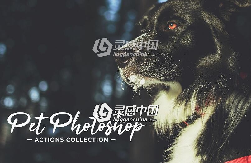 宠物摄影后期调色PS动作 Pet Photoshop Actions Collection  灵感中国网 www.lingganchina.com