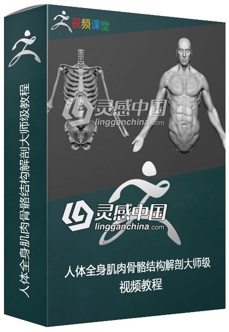 人体全身肌肉骨骼结构解剖大师级视频教程  灵感中国网 www.lingganchina.com