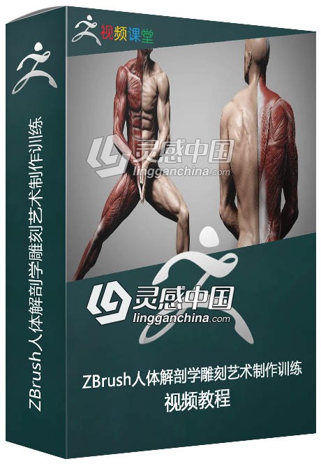 ZBrush人体解剖学雕刻艺术制作训练视频教程  灵感中国网 www.lingganchina.com
