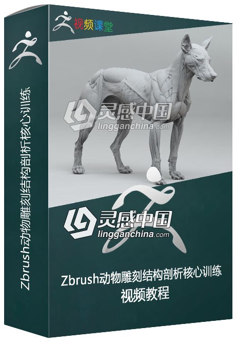 Zbrush动物雕刻结构剖析核心训练视频教程  灵感中国网 www.lingganchina.com