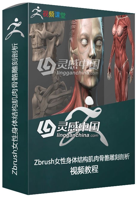 Zbrush女性身体结构肌肉骨骼雕刻剖析视频教程  灵感中国网 www.lingganchina.com