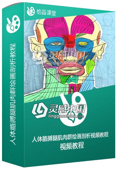 人体胳膊腿肌肉群绘画剖析视频教程  灵感中国网 www.lingganchina.com