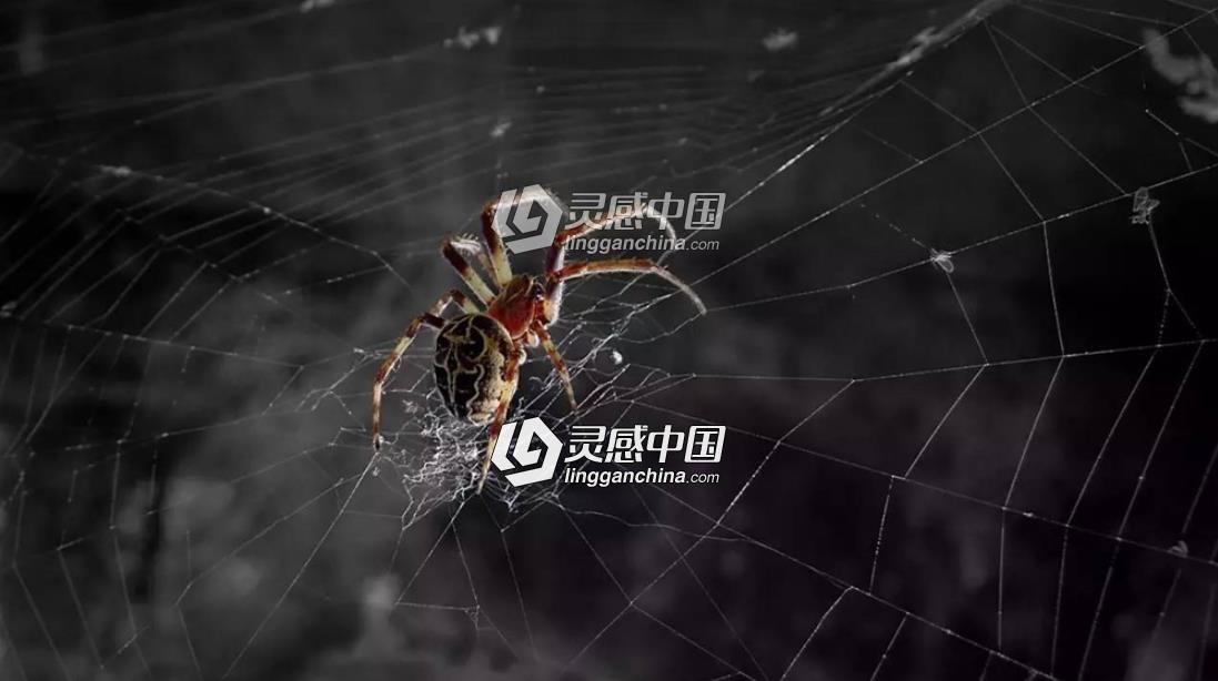 蜘蛛网中文汉化版C4D插件 AEscripts SpiderWeb 1.21,支持Cinema 4d R15-R21  灵感中国网 www.lingganchina.com