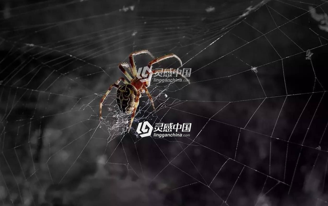 蜘蛛网中文汉化版C4D插件 AEscripts SpiderWeb 1.22,支持Cinema 4d R15-R21  灵感中国网 www.lingganchina.com
