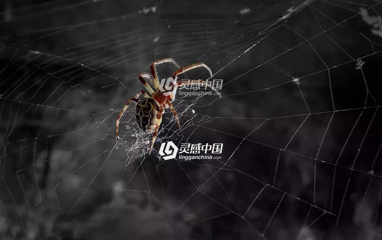 蜘蛛网中文汉化版C4D插件 AEscripts SpiderWeb 1.22,支持Cinema 4d R15-R21  灵感中国社区 www.lingganchina.com