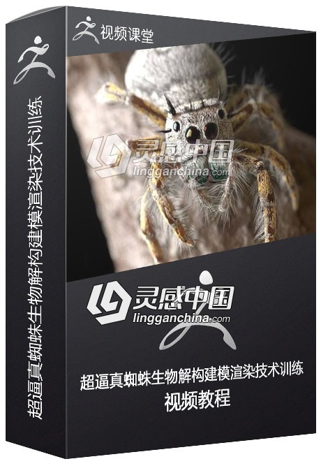 超逼真蜘蛛生物解构建模渲染技术训练视频教程  灵感中国网 www.lingganchina.com