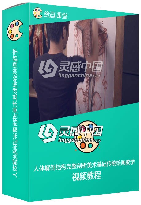 人体解剖结构完整剖析美术基础传统绘画教学视频教程  灵感中国网 www.lingganchina.com