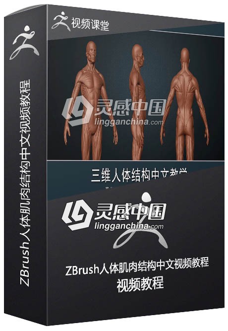 ZBrush人体肌肉结构中文视频教程  灵感中国网 www.lingganchina.com