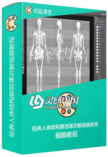经典人体结构解剖课讲解视频教程  灵感中国网 www.lingganchina.com