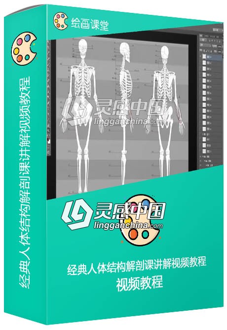 经典人体结构解剖课讲解视频教程  灵感中国社区 www.lingganchina.com