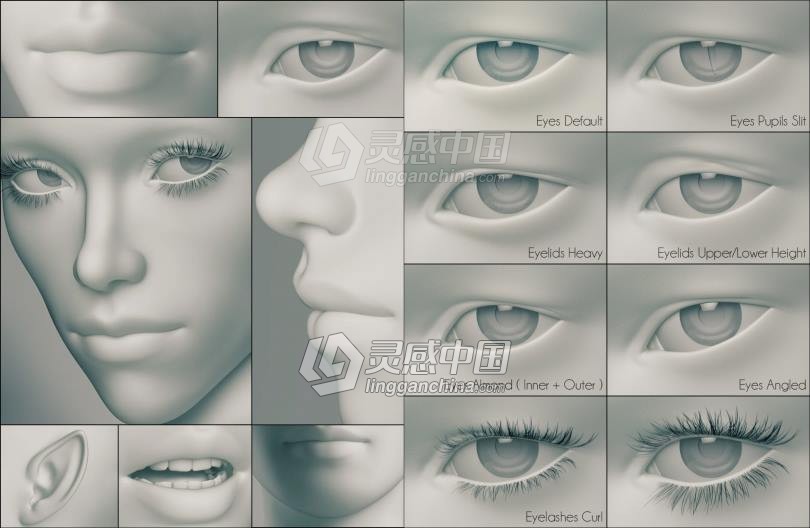 Genesis 3 Female女性身体头部面部等DAZ3D基础模型  灵感中国网 www.lingganchina.com