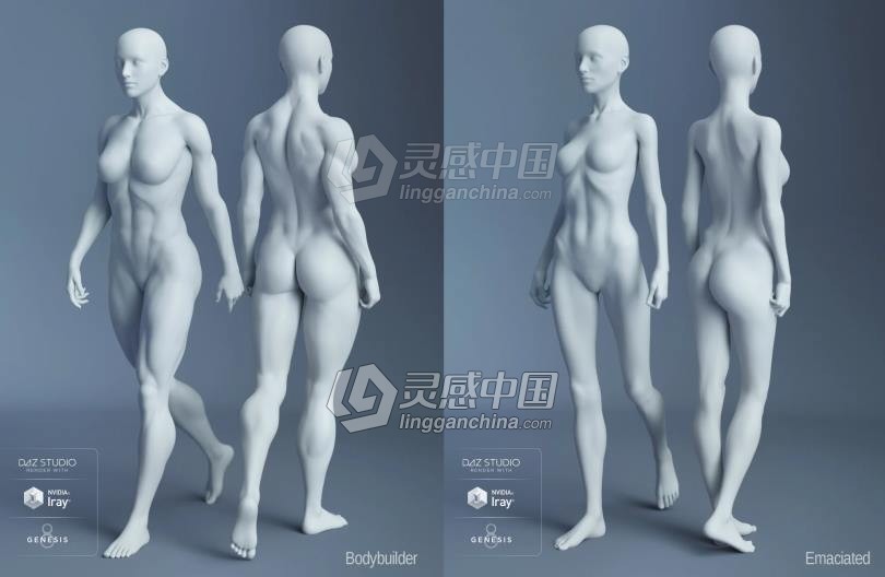 Genesis 8 Female女性男性身体头部面部等DAZ3D基础模型 Genesis 8 Female Morphs  灵感中国网 www.lingganchina.com