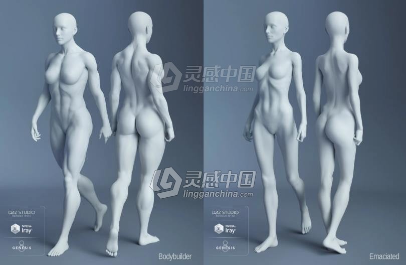 Genesis 8 Female女性男性身体头部面部等DAZ3D基础模型 Genesis 8 Female Morphs  灵感中国社区 www.lingganchina.com