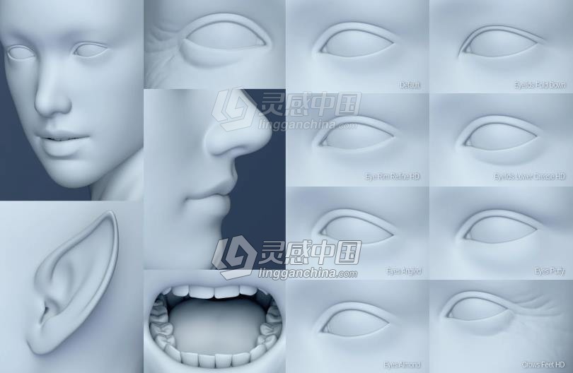 Genesis 8 Female女性男性身体头部面部等DAZ3D基础模型 Genesis 8 Female Morphs  灵感中国网 www.lingganchina.com