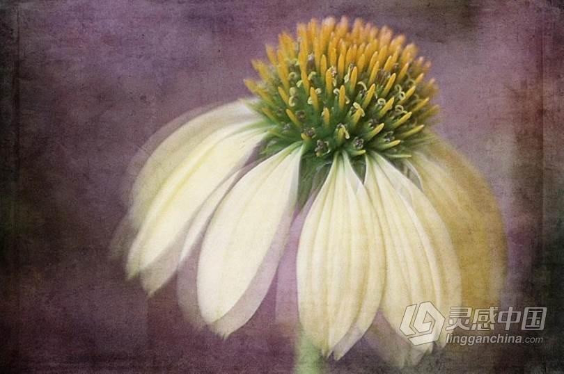 PS添加纹理及后期图像处理视频教程 Working With Textures - Workshop  灵感中国网 www.lingganchina.com