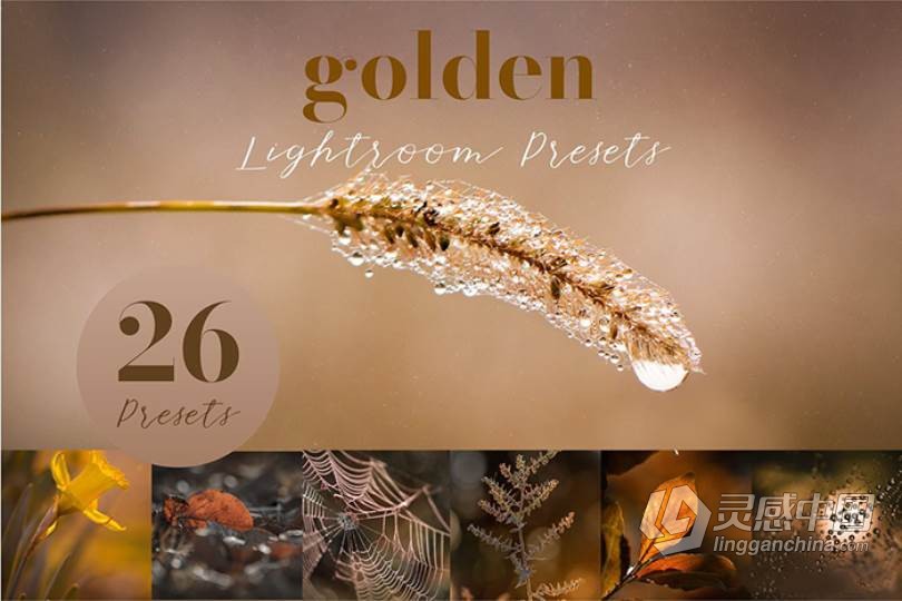 26个秋季微距风光金色调Lightroom预设 Golden Lightroom Presets  灵感中国网 www.lingganchina.com