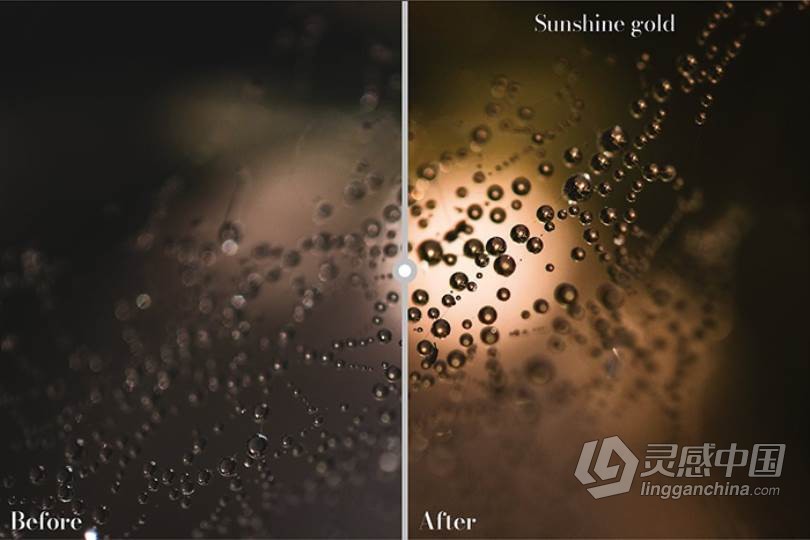 26个秋季微距风光金色调Lightroom预设 Golden Lightroom Presets  灵感中国网 www.lingganchina.com