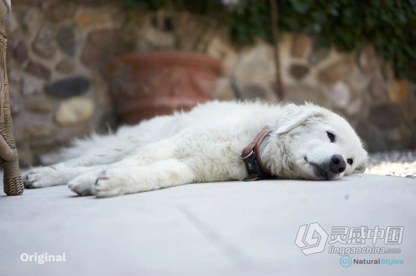 10个最自然的Capture One Pro样式预设 Natural Collection  灵感中国网 www.lingganchina.com