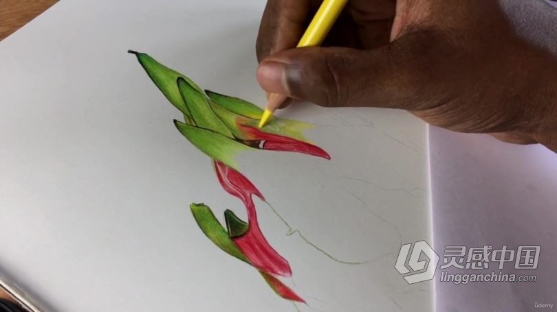 绘画教程 逼真立体火龙果活力插图彩铅传统手绘视频教程  灵感中国网 www.lingganchina.com