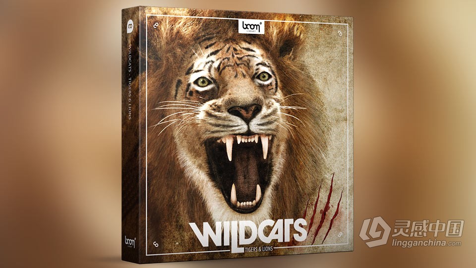 928种音效狮子老虎咆哮声嗅探声动画音效 Wildcats Tigers &amp; Lions  灵感中国网 www.lingganchina.com