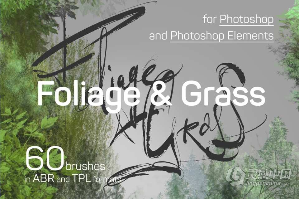60种地表苔藓地衣草地叶子植物PS笔刷套装 60 Photoshop Foliage &amp; Grass brushes  灵感中国网 www.lingganchina.com