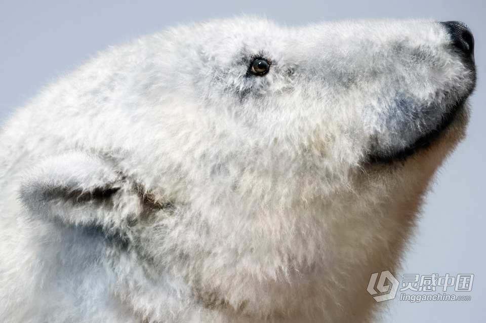 28个适用于PS和Clip Studio Paint 的逼真动物毛发绘画笔刷 Realistic FUR: 28 Brushes for CLIP STUDIO  灵感中国网 www.lingganchina.com
