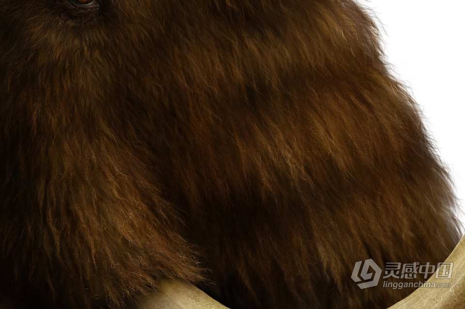28个适用于PS和Clip Studio Paint 的逼真动物毛发绘画笔刷 Realistic FUR: 28 Brushes for CLIP STUDIO  灵感中国网 www.lingganchina.com