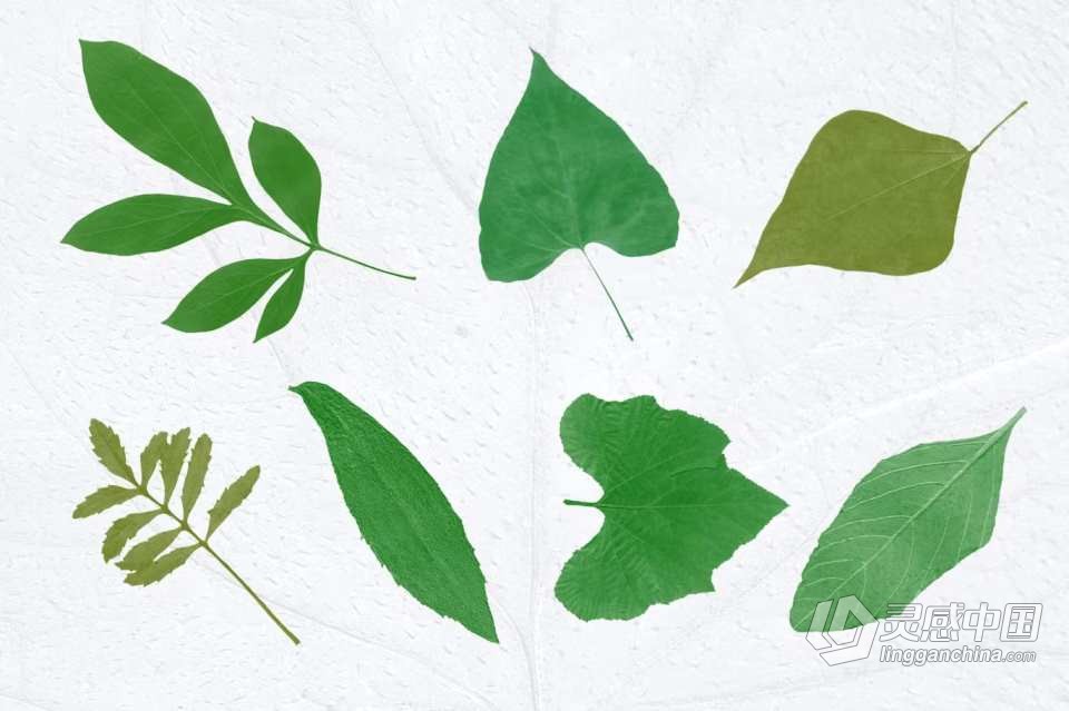 【PS笔刷】52支高分辨率新鲜树叶形状PS笔刷 52 Leaves photoshop Stamp Brushes  灵感中国网 www.lingganchina.com