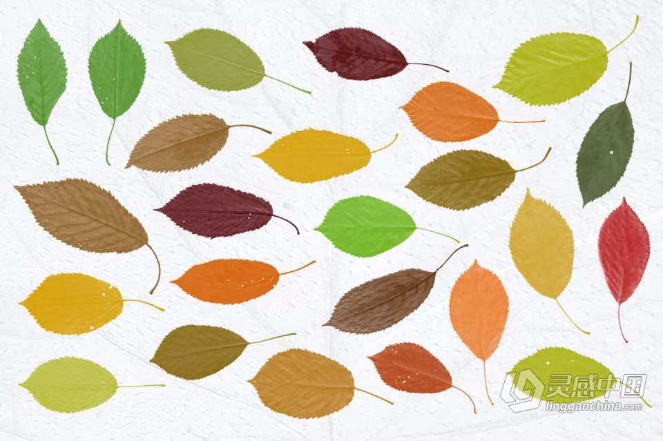 【PS笔刷】52支高分辨率新鲜树叶形状PS笔刷 52 Leaves photoshop Stamp Brushes  灵感中国网 www.lingganchina.com