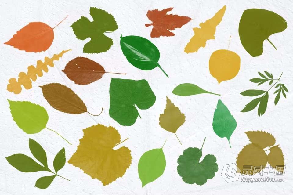 【PS笔刷】52支高分辨率新鲜树叶形状PS笔刷 52 Leaves photoshop Stamp Brushes  灵感中国网 www.lingganchina.com