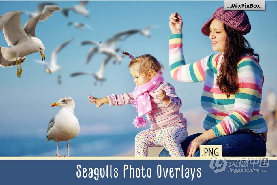 31张飞翔的海鸥海鸟PS设计合成PNG图片素材 Seagulls Overlays  灵感中国网 www.lingganchina.com
