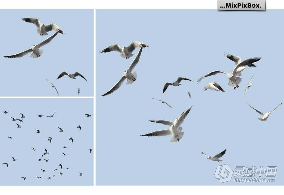 31张飞翔的海鸥海鸟PS设计合成PNG图片素材 Seagulls Overlays  灵感中国网 www.lingganchina.com