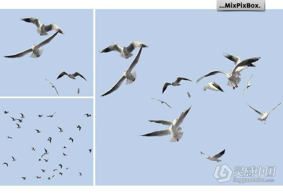 31张飞翔的海鸥海鸟PS设计合成PNG图片素材 Seagulls Overlays  灵感中国社区 www.lingganchina.com