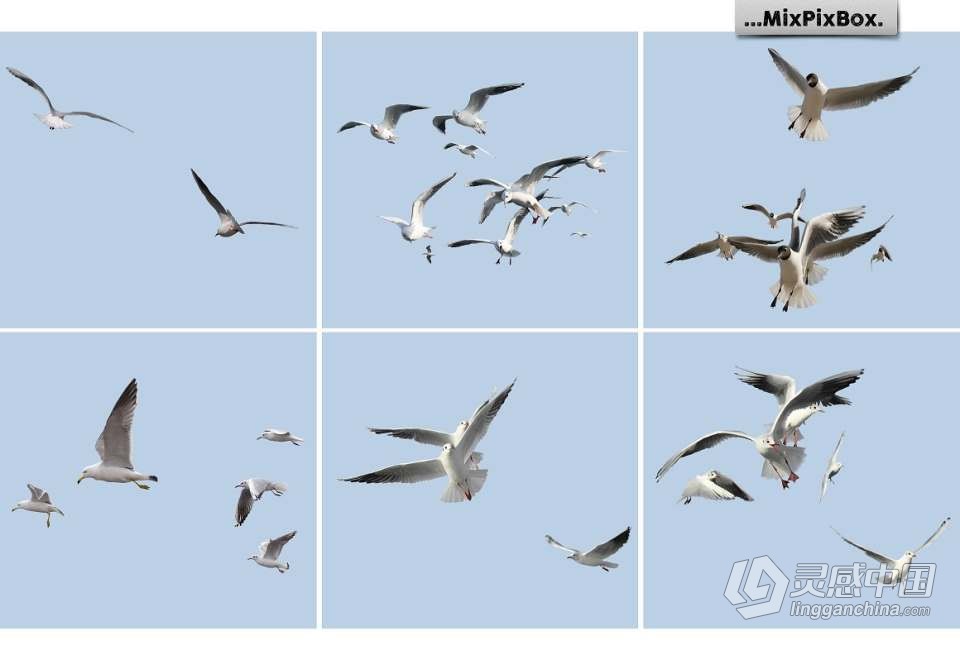 31张飞翔的海鸥海鸟PS设计合成PNG图片素材 Seagulls Overlays  灵感中国网 www.lingganchina.com