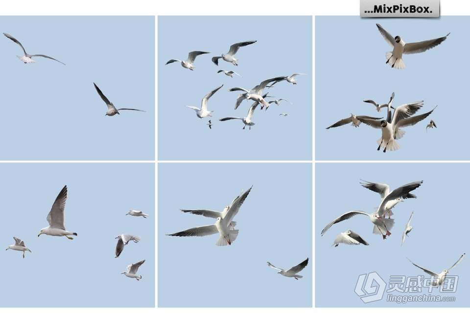 31张飞翔的海鸥海鸟PS设计合成PNG图片素材 Seagulls Overlays  灵感中国社区 www.lingganchina.com