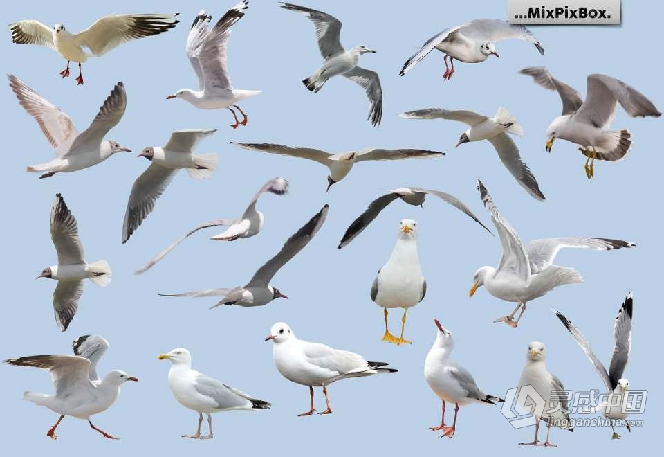31张飞翔的海鸥海鸟PS设计合成PNG图片素材 Seagulls Overlays  灵感中国网 www.lingganchina.com