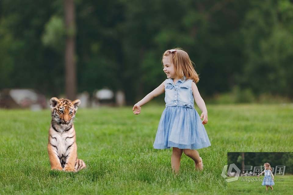 26张高清老虎创意合成PNG图片素材 26 Tiger Photo Overlays  灵感中国网 www.lingganchina.com