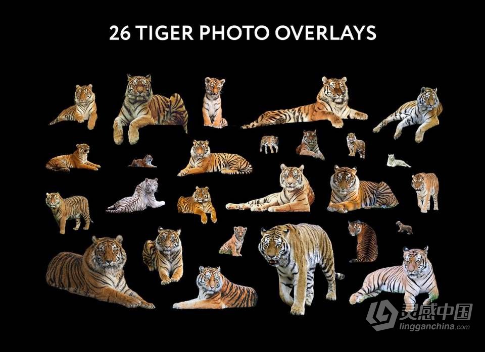 26张高清老虎创意合成PNG图片素材 26 Tiger Photo Overlays  灵感中国网 www.lingganchina.com