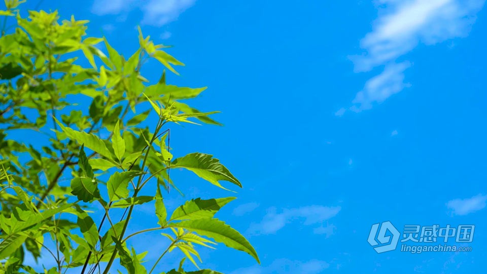 实拍视频素材-实拍唯美夏天风光小清新绿色植物视频素材  灵感中国网 www.lingganchina.com