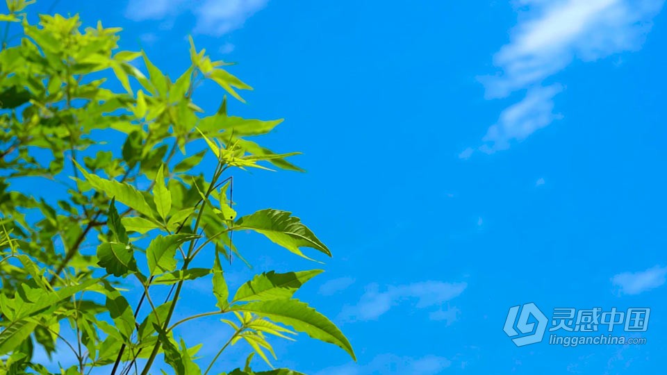 实拍视频素材-实拍唯美夏天风光小清新绿色植物视频素材  灵感中国社区 www.lingganchina.com