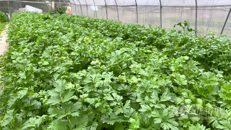 实拍视频素材-大棚里种植的有机绿色芹菜农业宣传实拍视频素材  灵感中国网 www.lingganchina.com