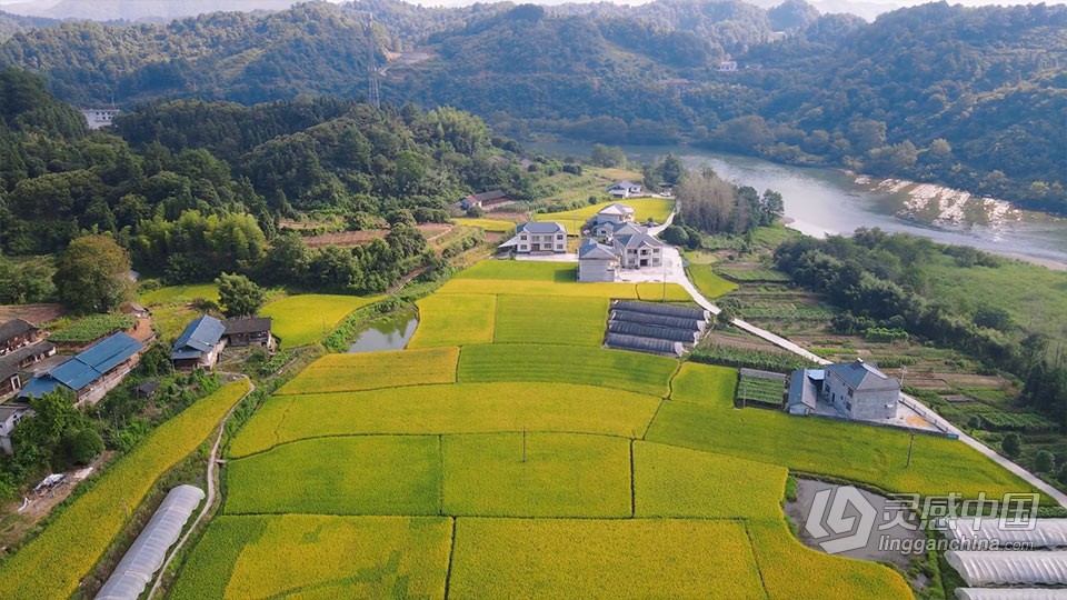 实拍视频素材-航拍美丽乡村金黄水稻田园风光实拍视频素材  灵感中国网 www.lingganchina.com