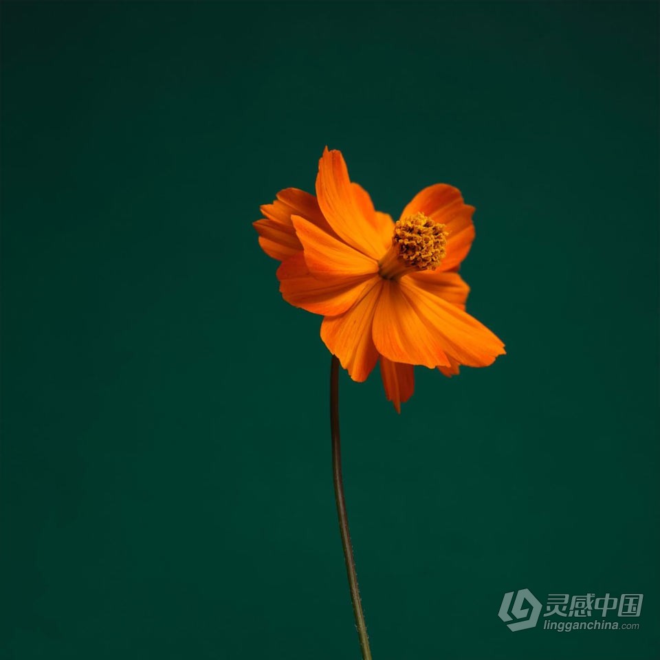 飞思软件RAW图像编辑软件 Capture One 22 Pro 15.4.2.12 for Mac 中文激活版下载  灵感中国网 www.lingganchina.com