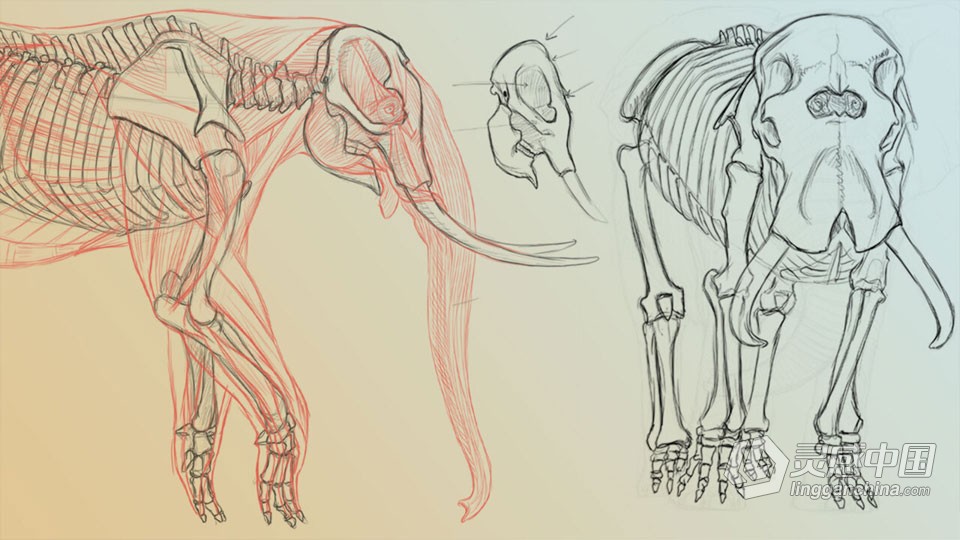 大象绘画解剖学系列教程第二季: 史前物种概念研究  灵感中国社区 www.lingganchina.com