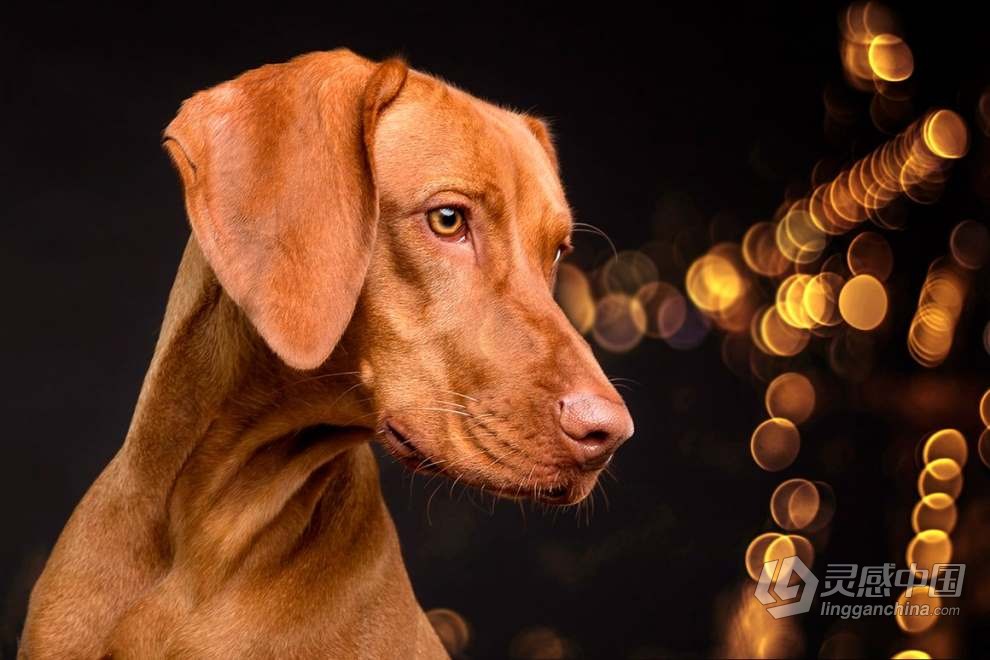 52张金色光斑散景叠加覆盖图片素材+PS动作 Golden Bokeh Photo Overlay Effects  灵感中国网 www.lingganchina.com
