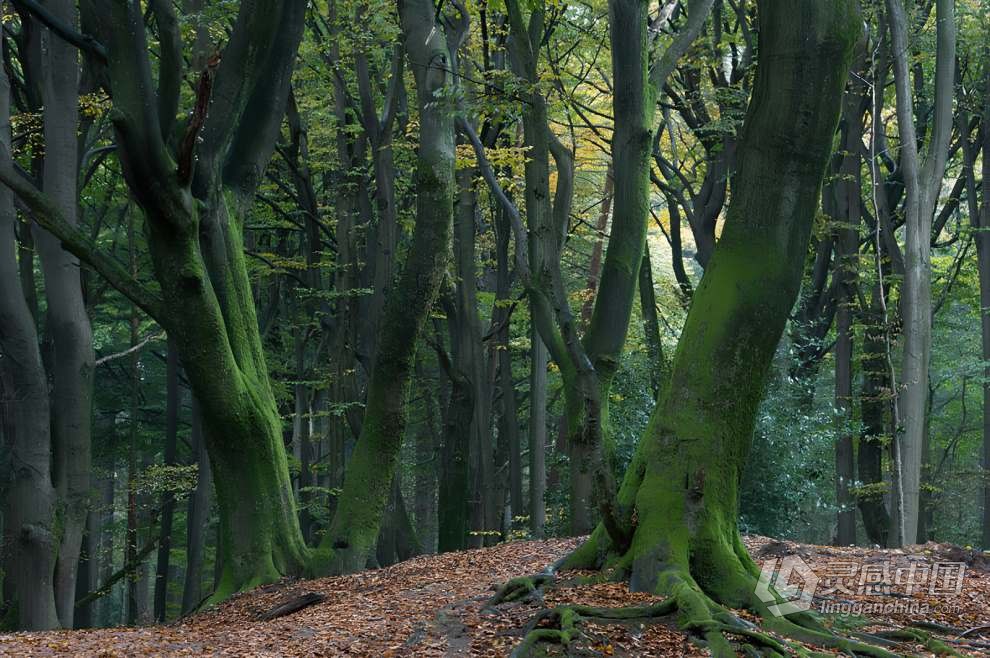 Daniel Laan 风光摄影后期修饰重返神秘暗黑森林3案例 中英字幕 Return to the Dark Forest  灵感中国网 www.lingganchina.com