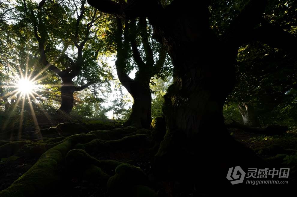 Daniel Laan 风光摄影后期修饰重返神秘暗黑森林3案例 中英字幕 Return to the Dark Forest  灵感中国网 www.lingganchina.com