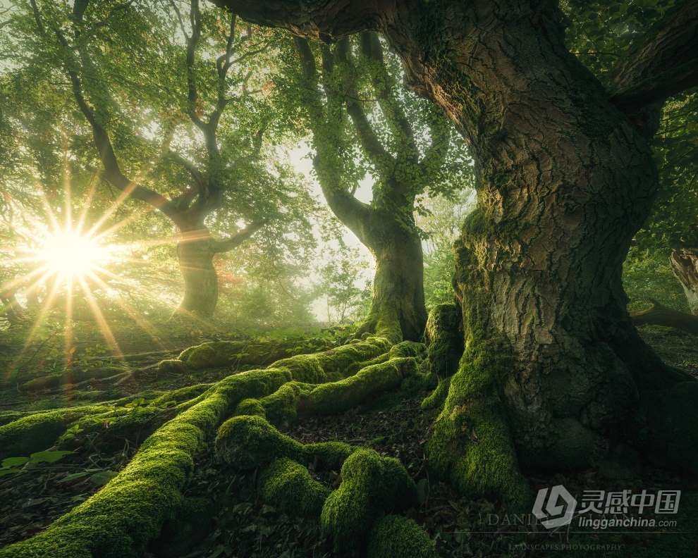 Daniel Laan 风光摄影后期修饰重返神秘暗黑森林3案例 中英字幕 Return to the Dark Forest  灵感中国网 www.lingganchina.com
